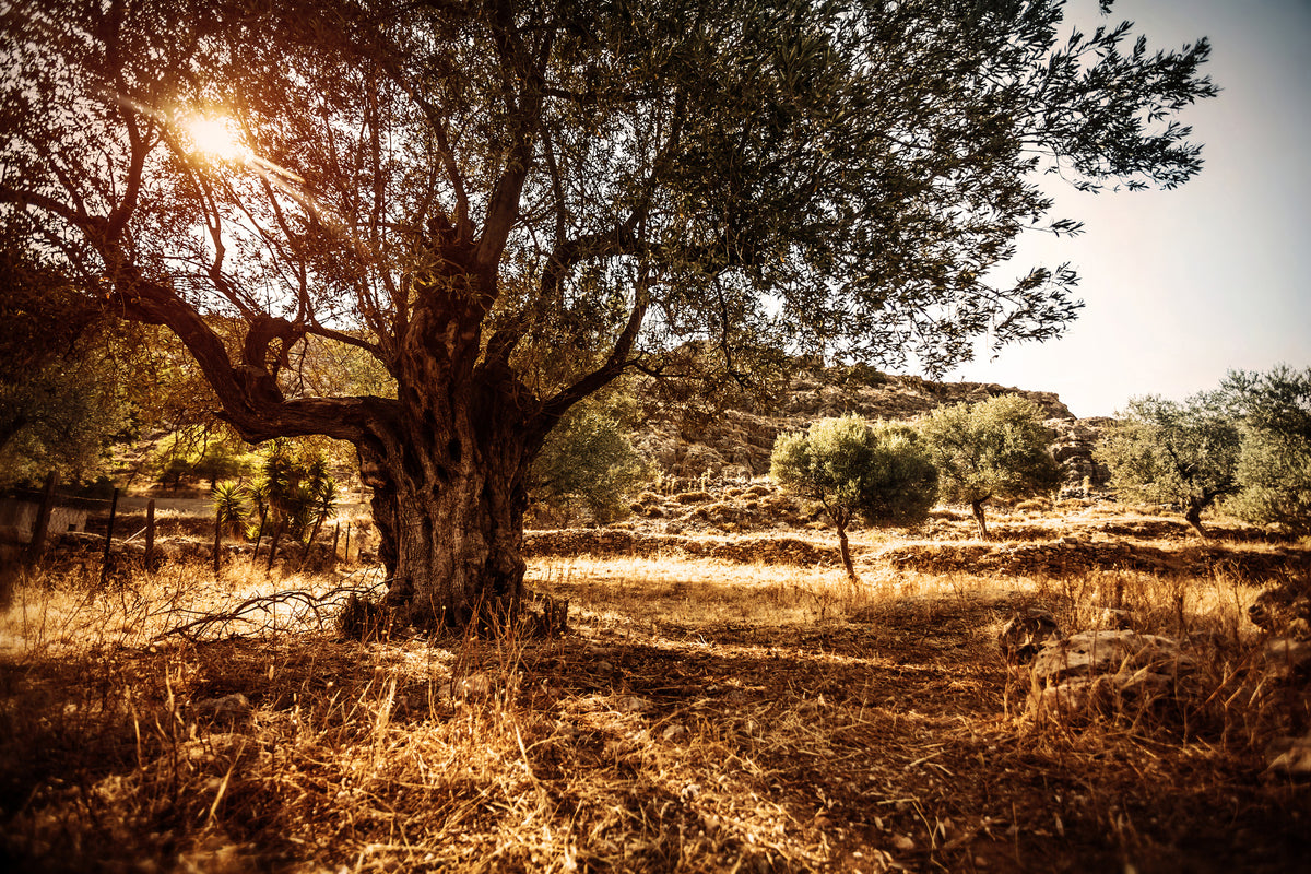 modern-3-piece-aluminium-print-olive-grove