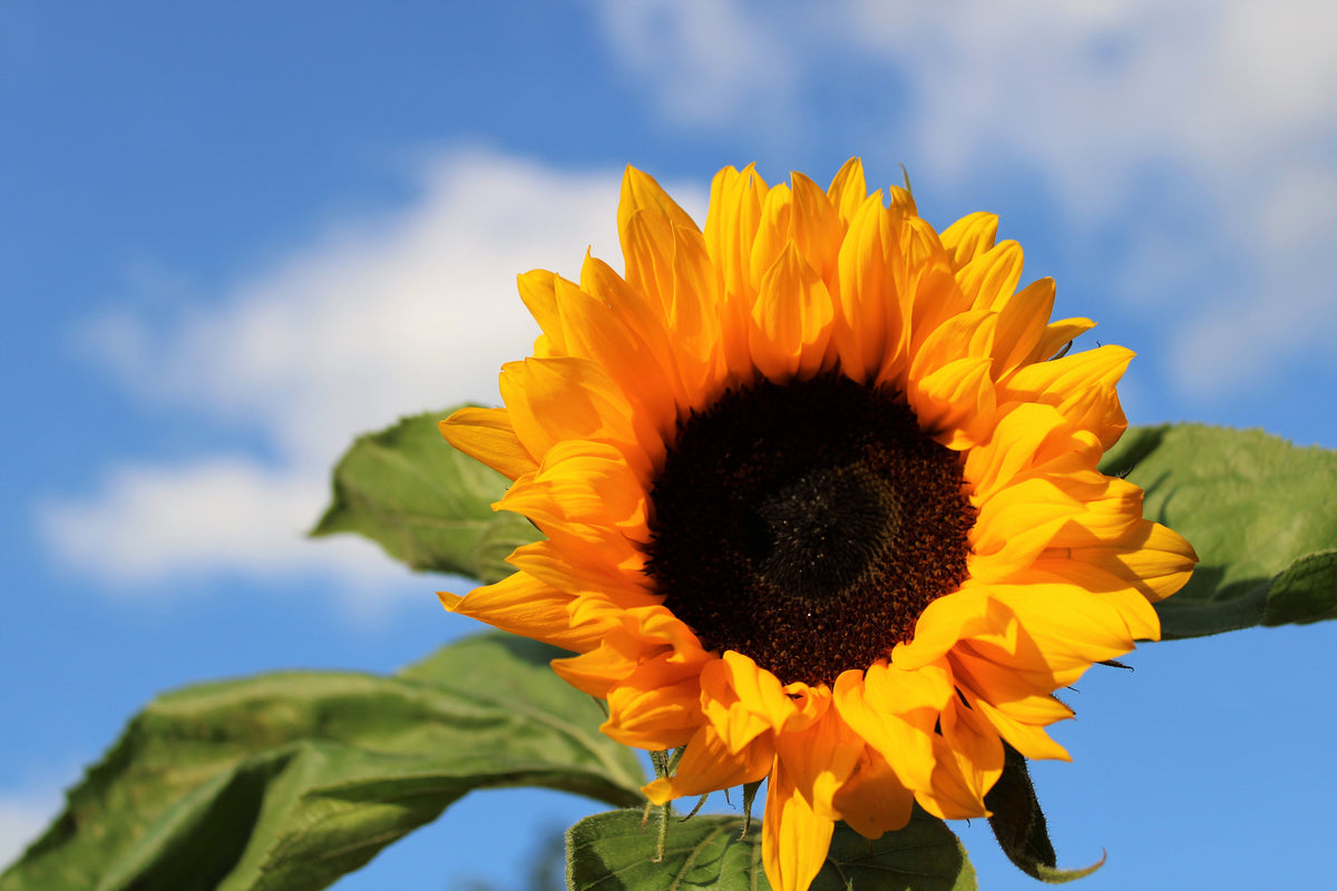 framedcanvas-print-sunflower-in-bloom