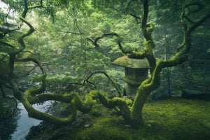 acrylic-print-japanese-tree-x