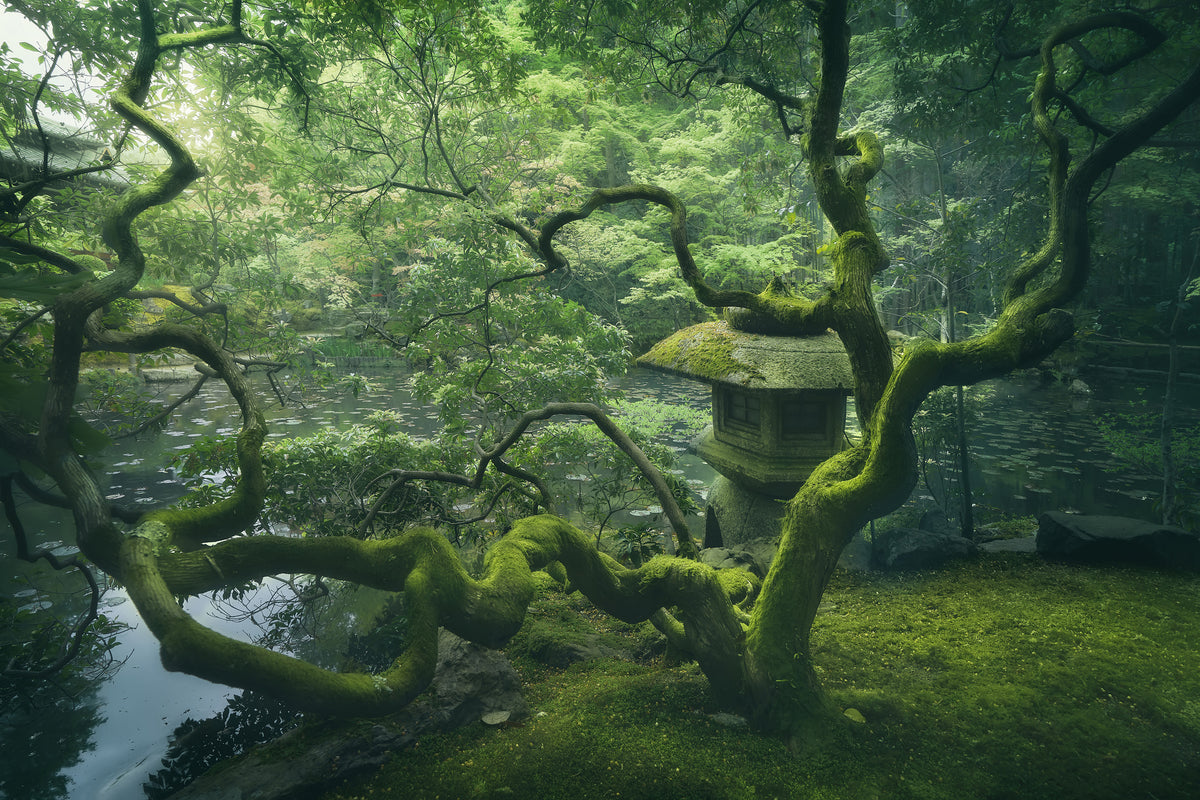 acrylic-print-japanese-tree-x