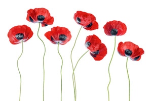3-piece-canvas-print-ladybird-poppies
