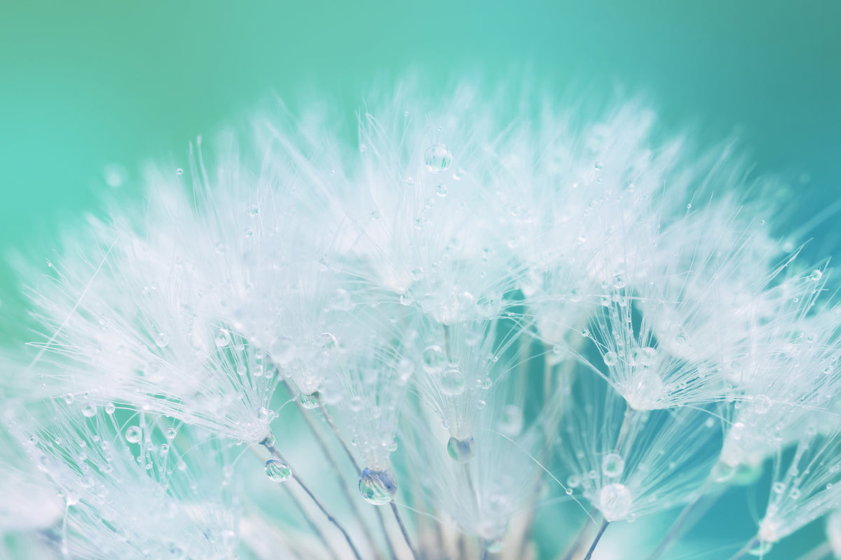 framedposter-print-close-up-dandelion-in-morning-dew