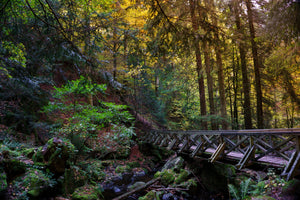 framedcanvas-print-the-forest-bridge