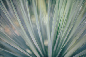 3-piece-aluminium-print-strip-of-plant