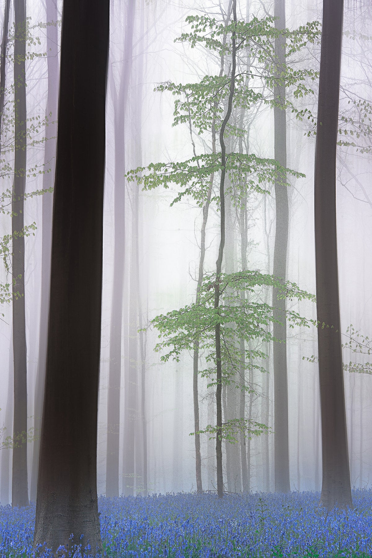 acrylic-print-foggy-forest-x