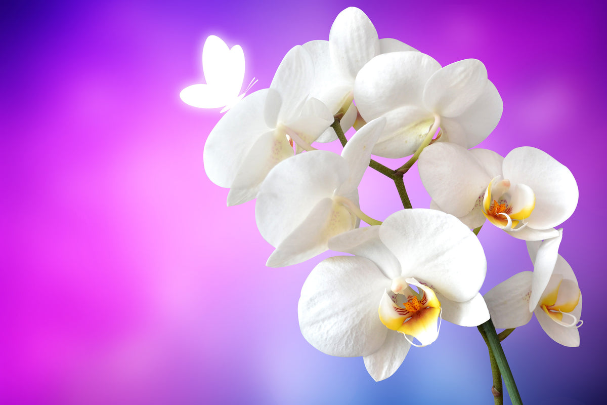 canvas-print-flower-power-orchid