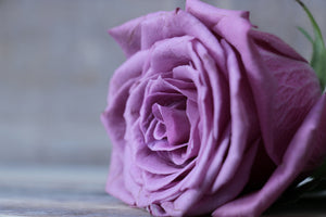 canvas-print-rose-in-purple-xxl
