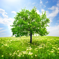 4-piece-acrylic-print-the-tree