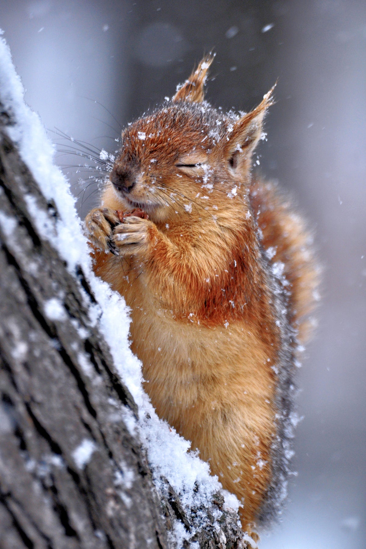 acrylic-print-winter-xwg