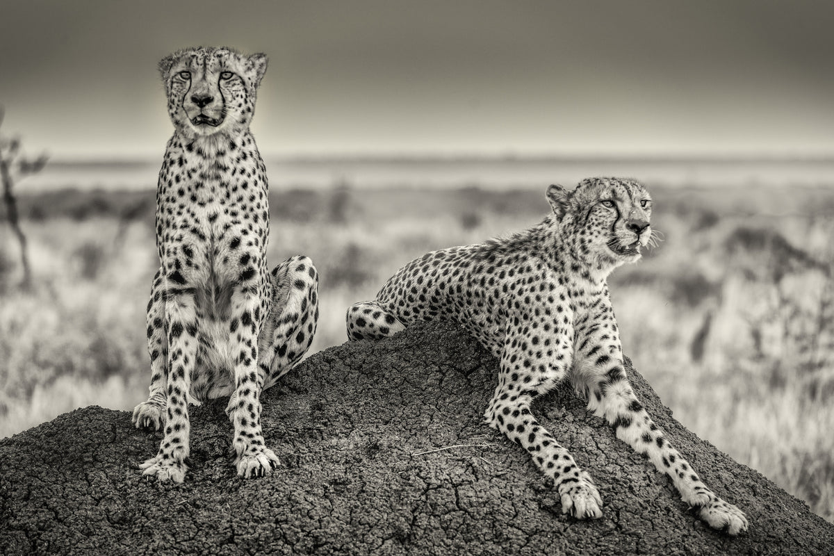 framedposter-print-two-cheetahs-watching-out
