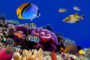 acrylic-print-world-of-fish