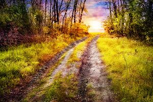 modern-3-piece-aluminium-print-the-forest-path