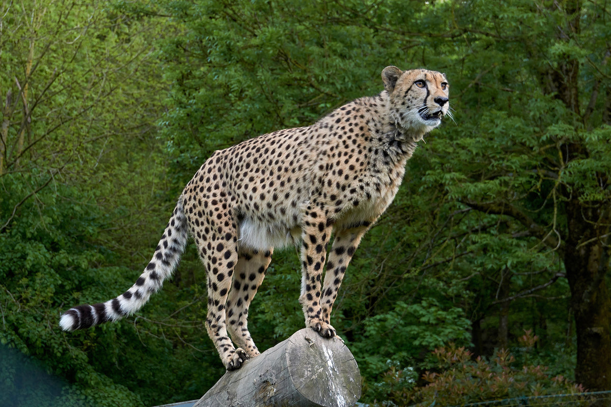 canvas-print-cheetah-on-the-go