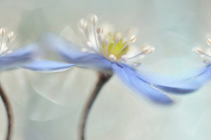 3-piece-aluminium-print-dancing-anemones