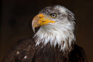 3-piece-aluminium-print-caged-eagle