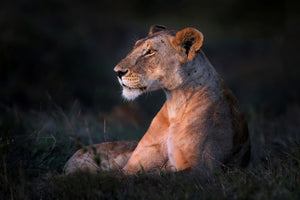 canvas-print-lone-lioness-x
