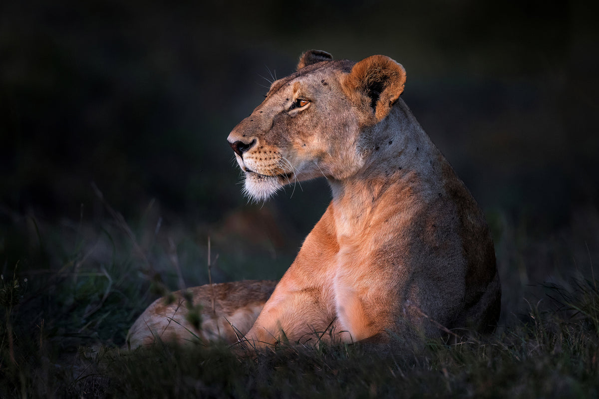canvas-print-lone-lioness-x