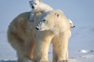 acrylic-print-mischievous-little-polar-bear-x