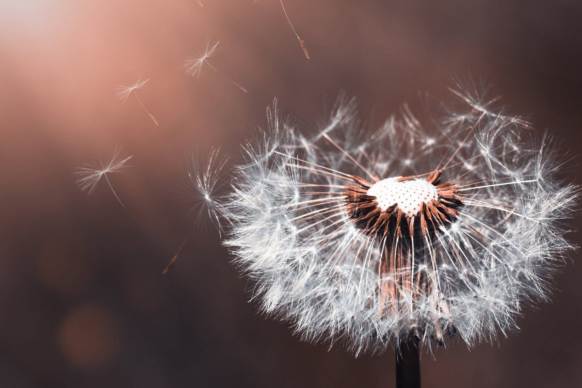modern-3-piece-acrylic-print-dandelion-in-the-evening-light
