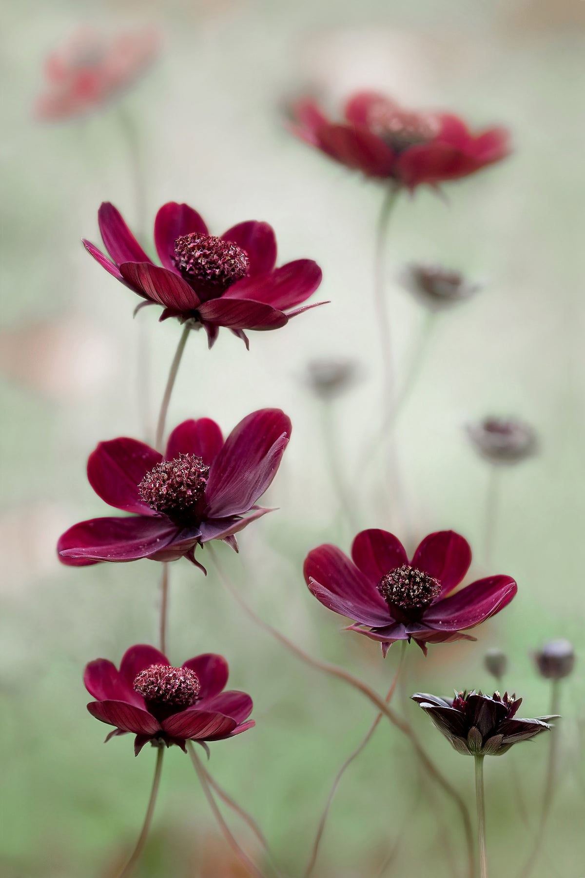 framedcanvas-print-cosmos-sway-x