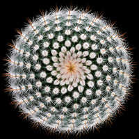9-piece-acrylic-print-notocactus-scopa