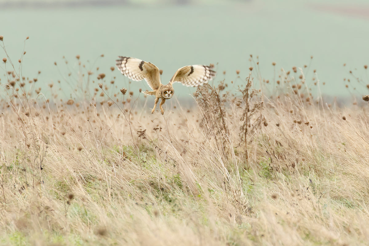 canvas-print-hunting-short-eared-owl-x