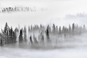 aluminium-print-foggy-forest
