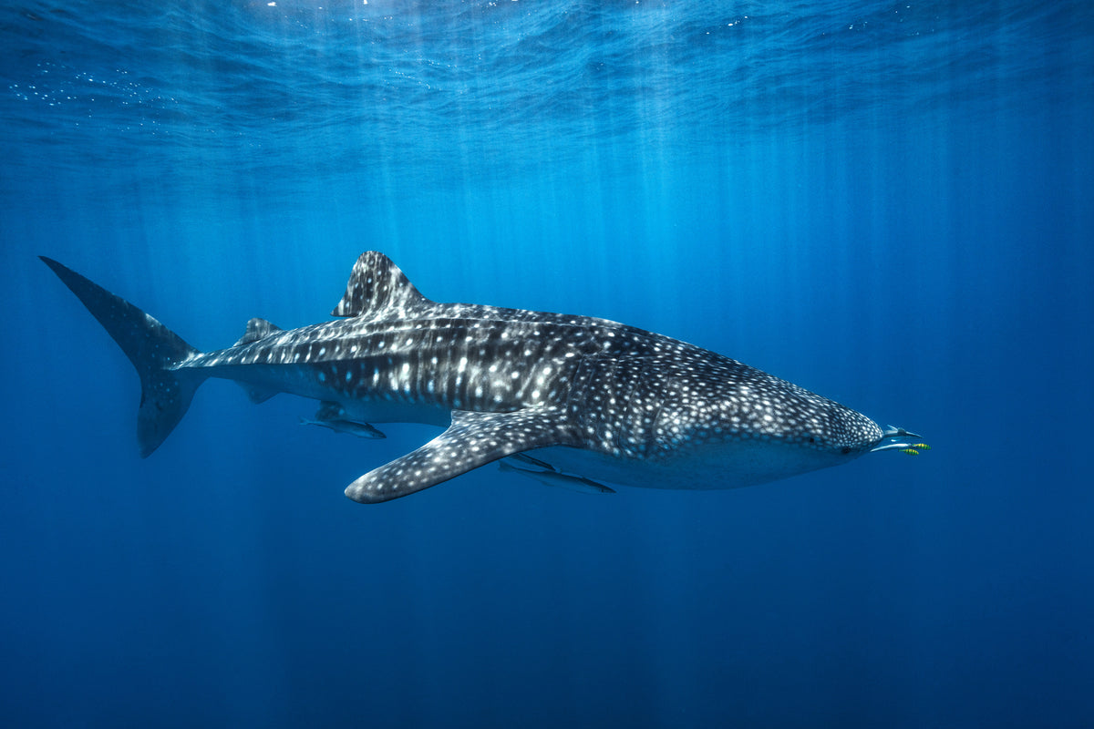 acrylic-print-whale-shark-in-the-blue-x