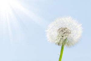 acrylic-print-dandelion-in-sunbeam
