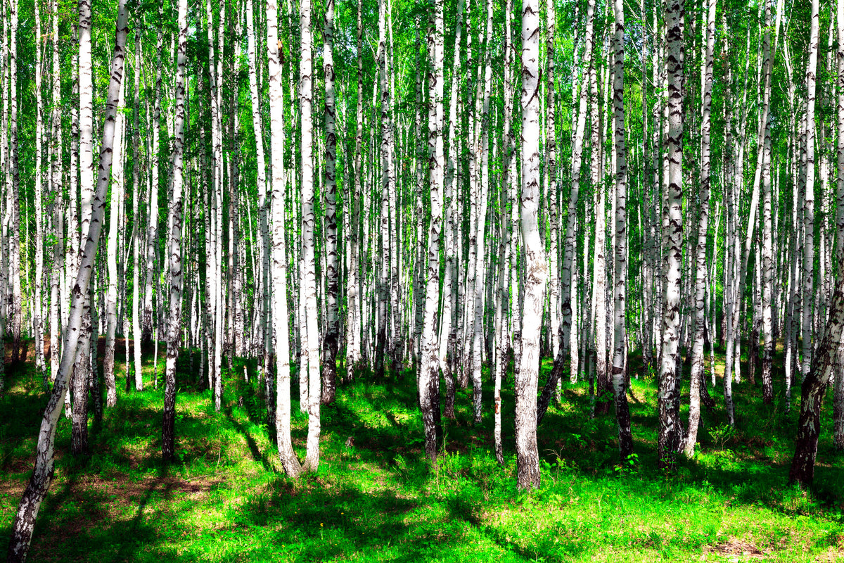 3-piece-acrylic-print-summerly-birch-forest