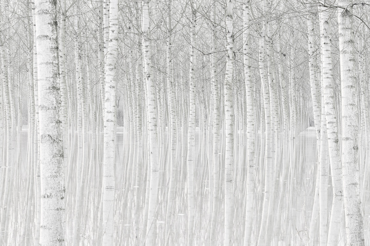3-piece-acrylic-print-trees
