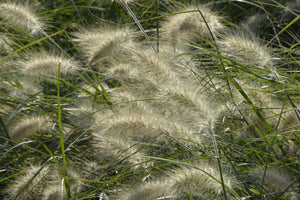 3-piece-acrylic-print-ornamental-grass-in-the-wind