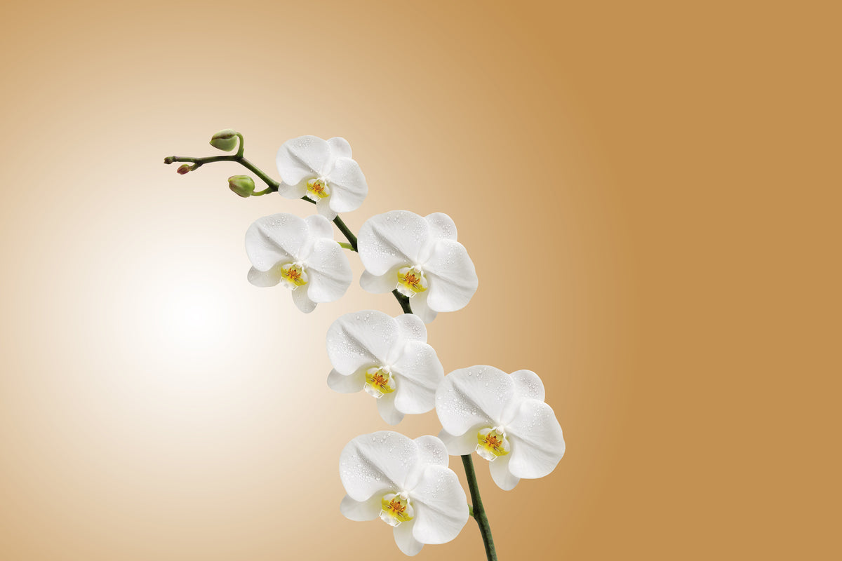 3-piece-aluminium-print-white-orchids-xl