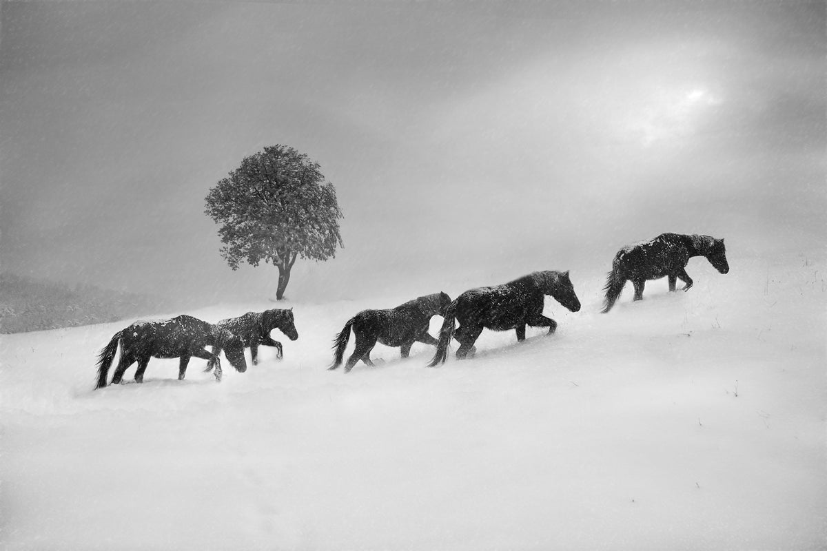 aluminium-print-untitled-xnw