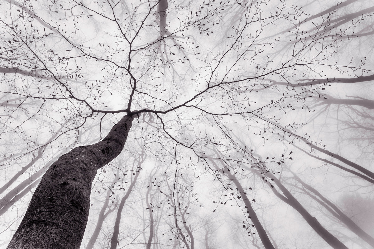 canvas-print-a-view-of-the-tree-crown