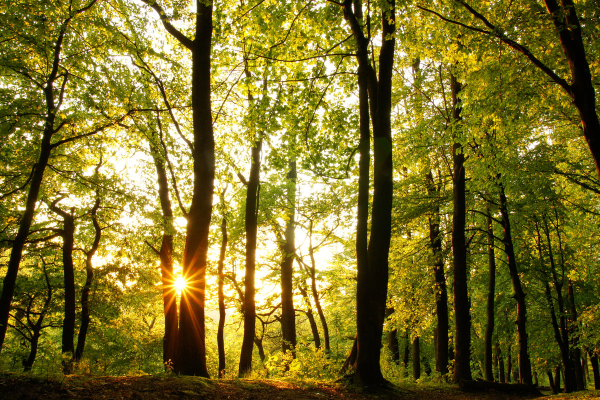 framedcanvas-print-sunset-between-trees