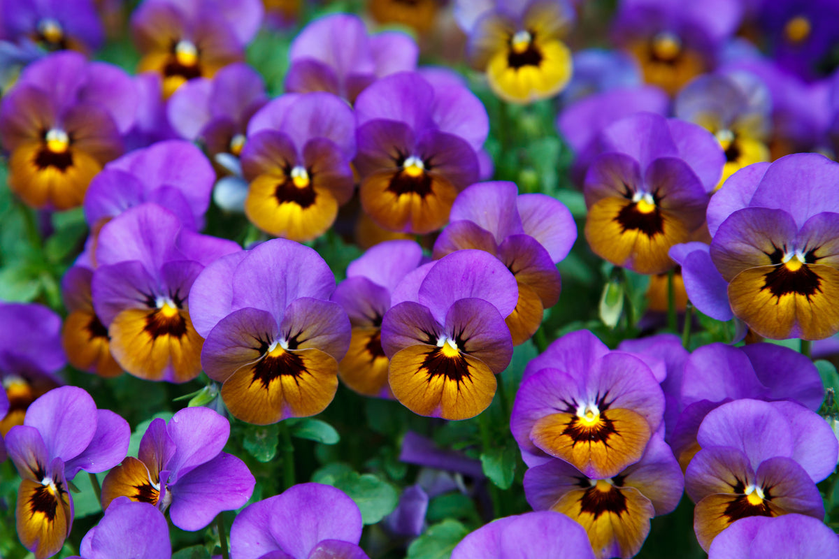 aluminium-print-the-pansies