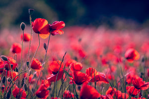acrylic-print-in-the-poppy-field