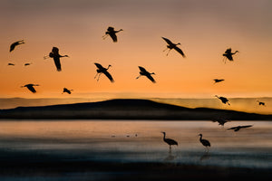 acrylic-print-fly-in-at-sunset