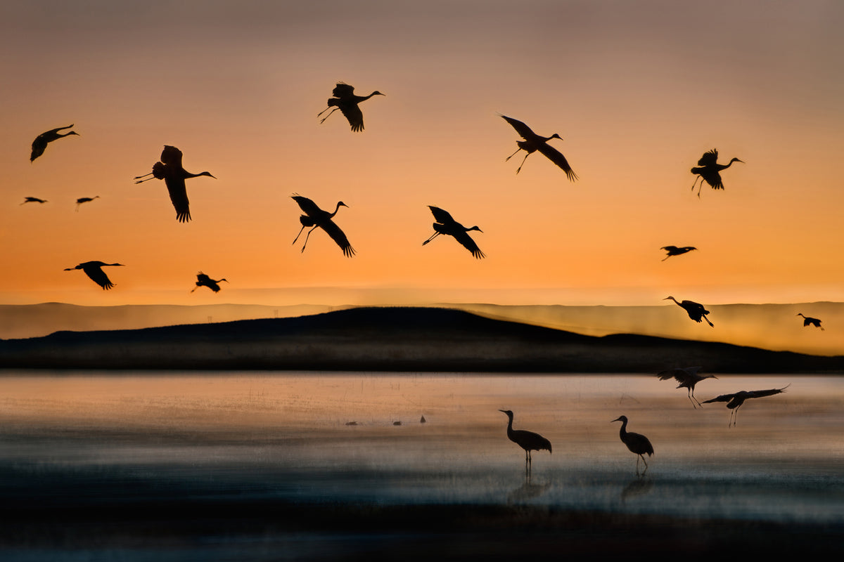 acrylic-print-fly-in-at-sunset