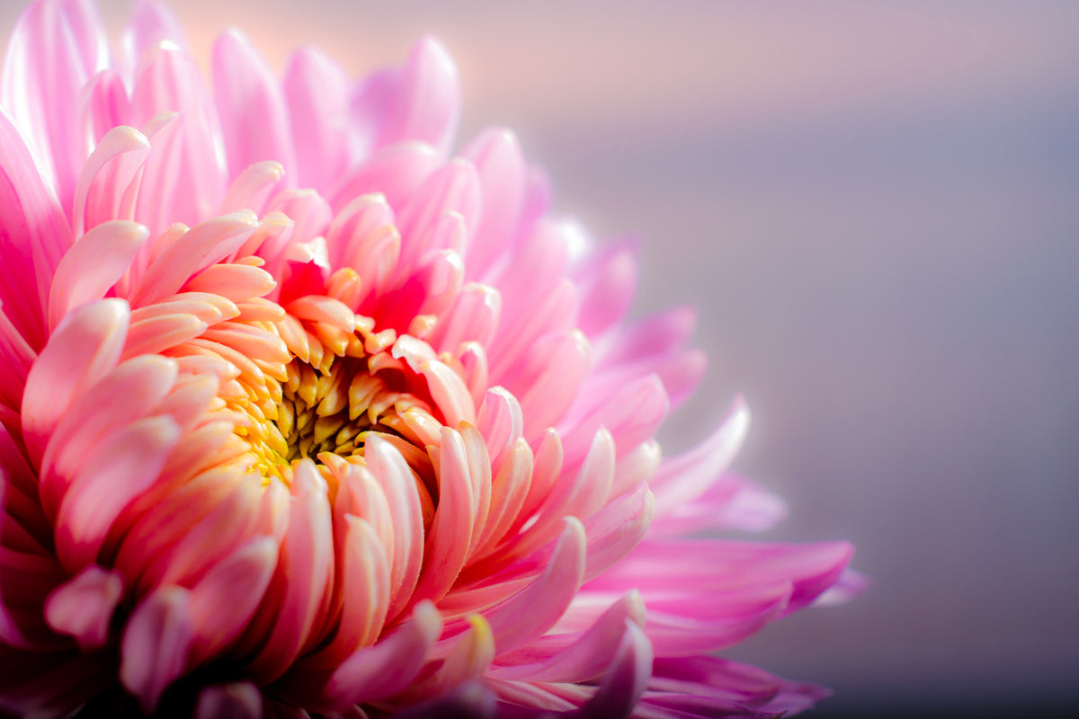 modern-3-piece-acrylic-print-macro-chrysanthemum