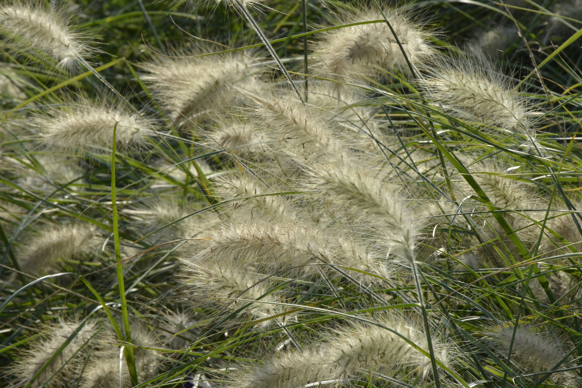 aluminium-print-ornamental-grass-in-the-wind