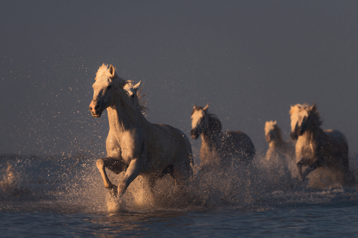 canvas-print-horses-in-sunset-light-x