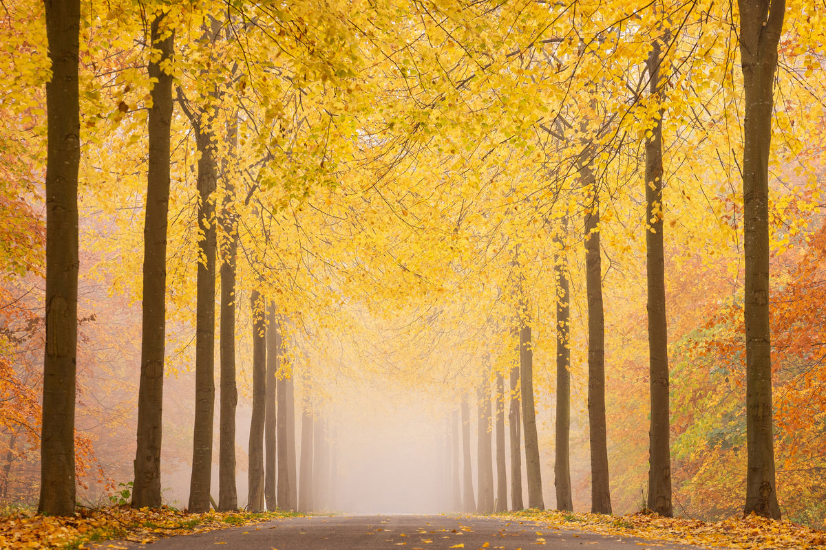 canvas-print-autumn-road-x