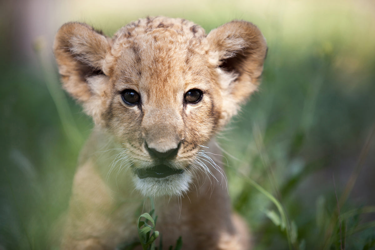 3-piece-canvas-print-lion-baby