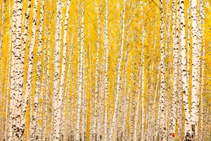 acrylic-print-the-birch-forest-in-autumn