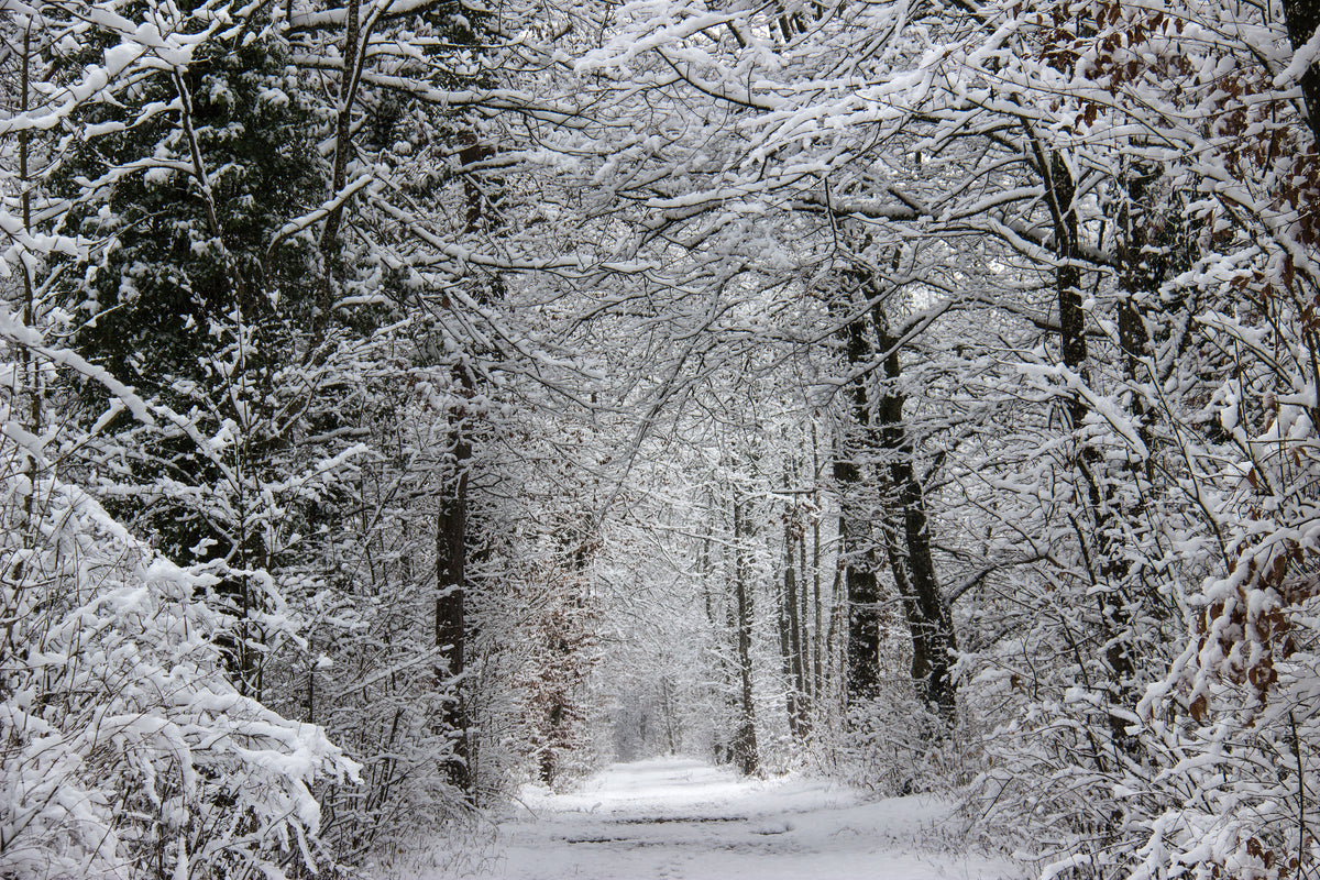 framedcanvas-print-enchanted-winter-forest