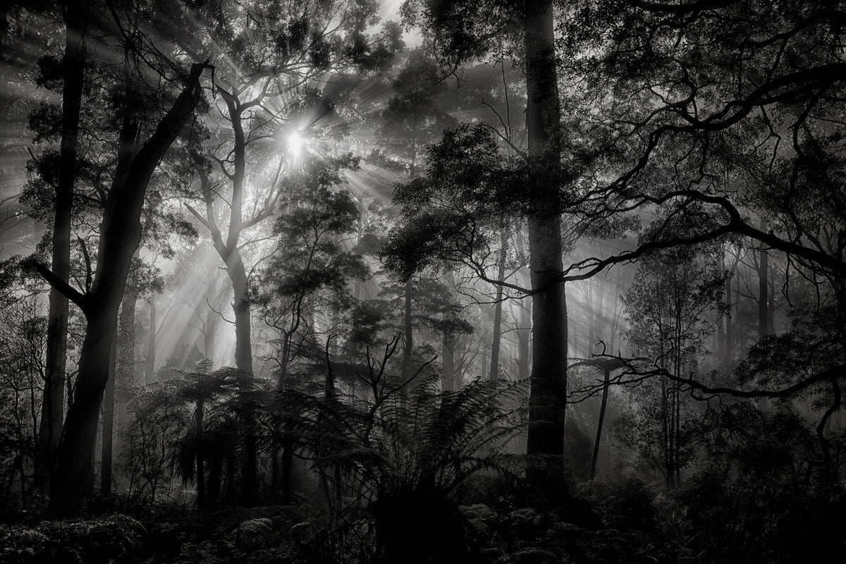 3-piece-canvas-print-primary-forest
