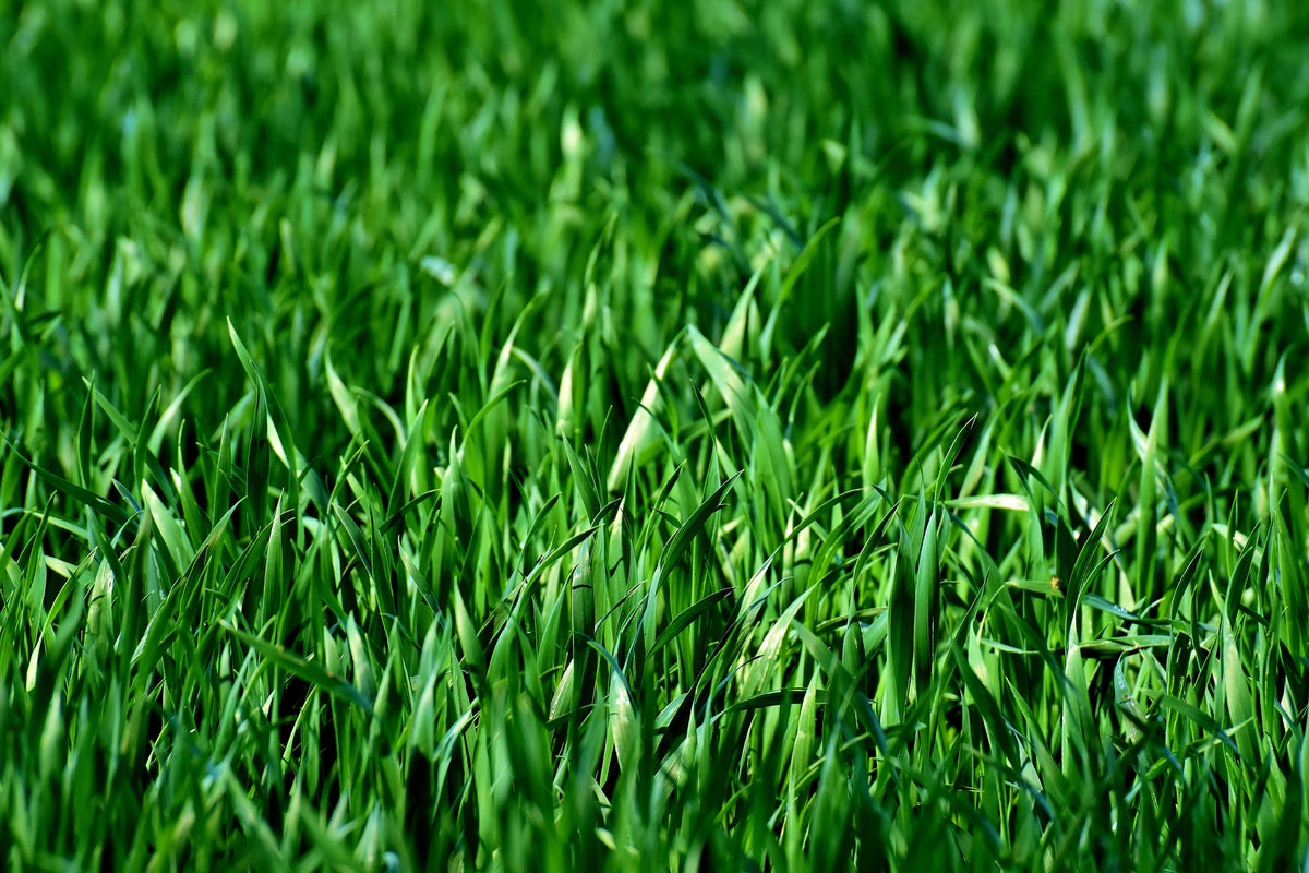 acrylic-print-the-meadow-in-xl