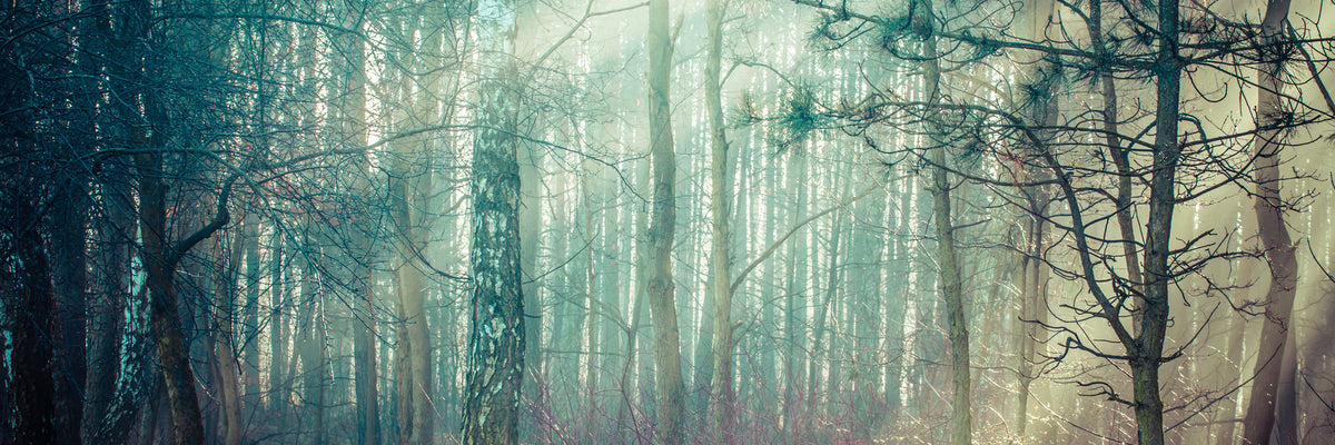 panoramic-aluminium-print-pinewood-panorama
